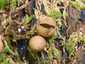 Körtealakú pöfeteg (Lycoperdon pyriforme), Bakony